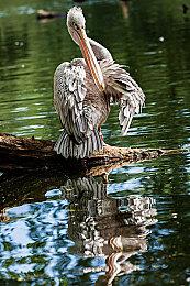 《真女神转生5》恶魔介绍：吸人精气的女梦魔